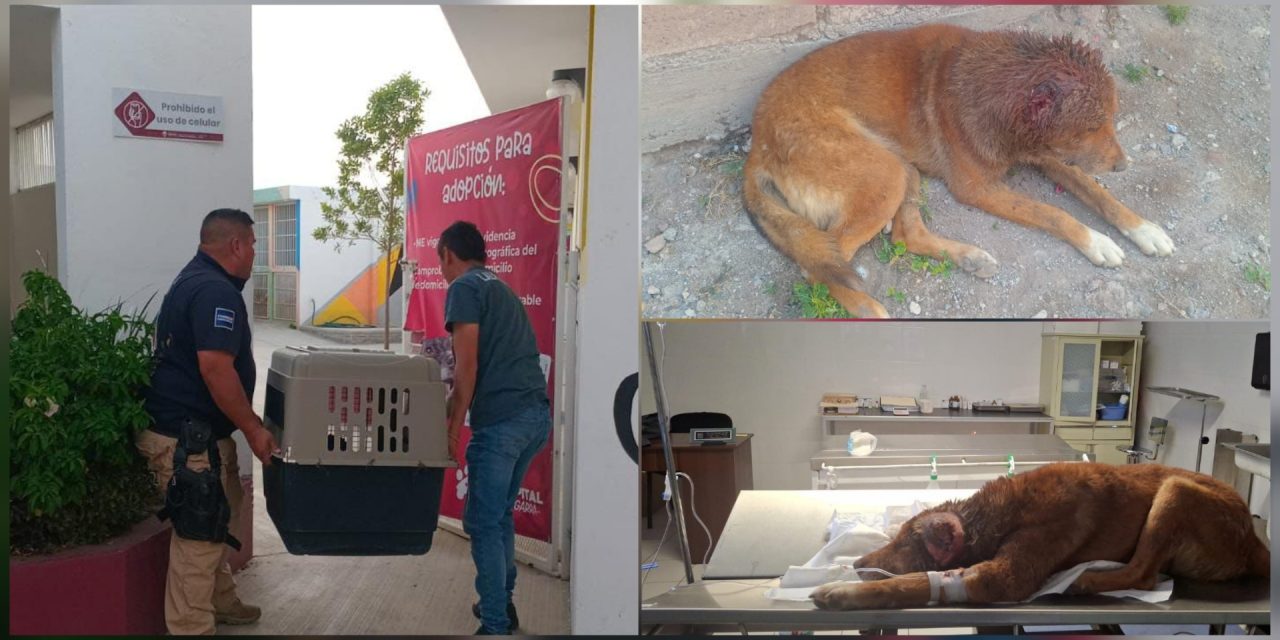 Polish_20260308_182332570