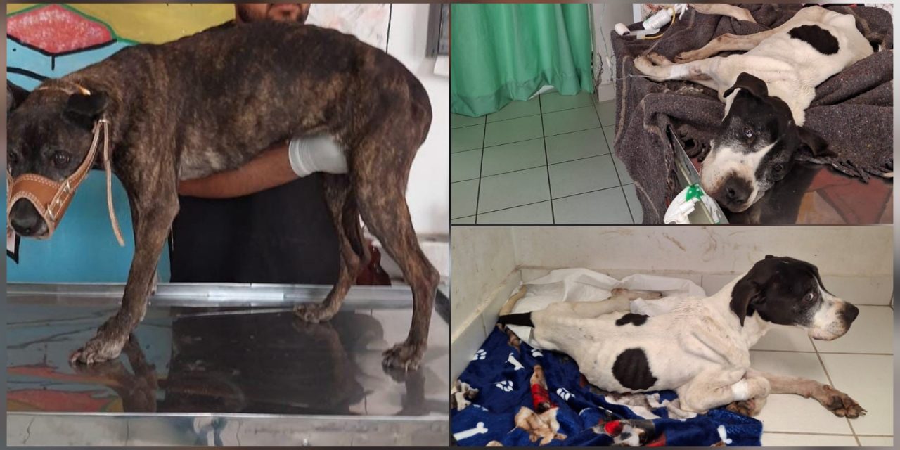 Polish_20260323_134403658